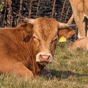A close-up photograph of the expression of one of the cattle, which is horned, seated and looking direct to camera. A yellow tag is visible hanging from its left ear.