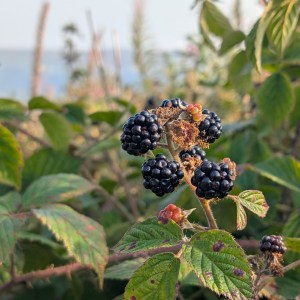 A photograph of a cluster of ripe blackberries with the foliage of a bramble patch behind. in the distance, out of focus, a distant fell top is visible under a light grey sky.