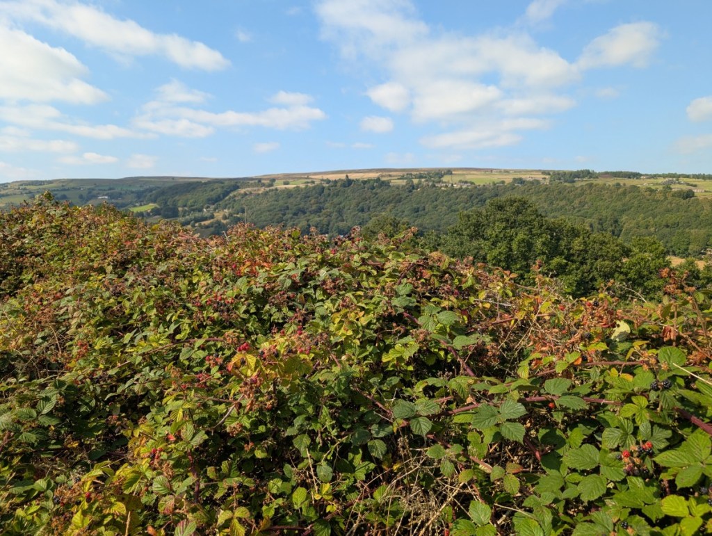 The curse of the blackberry&nbsp;sea