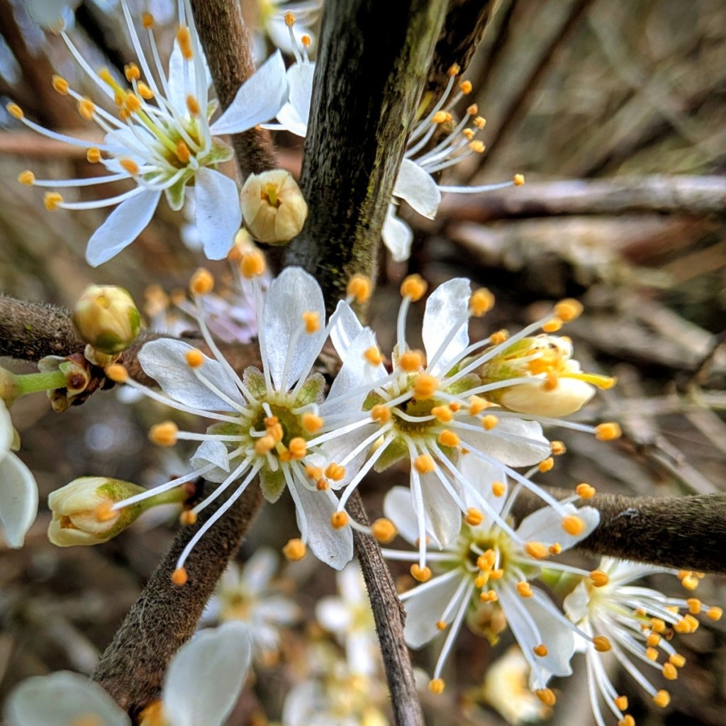 Photograph of a cluster of blossom on a blackthorn bush. The flowers are white with vibrant yellow stamen that contrast with the dark bark.